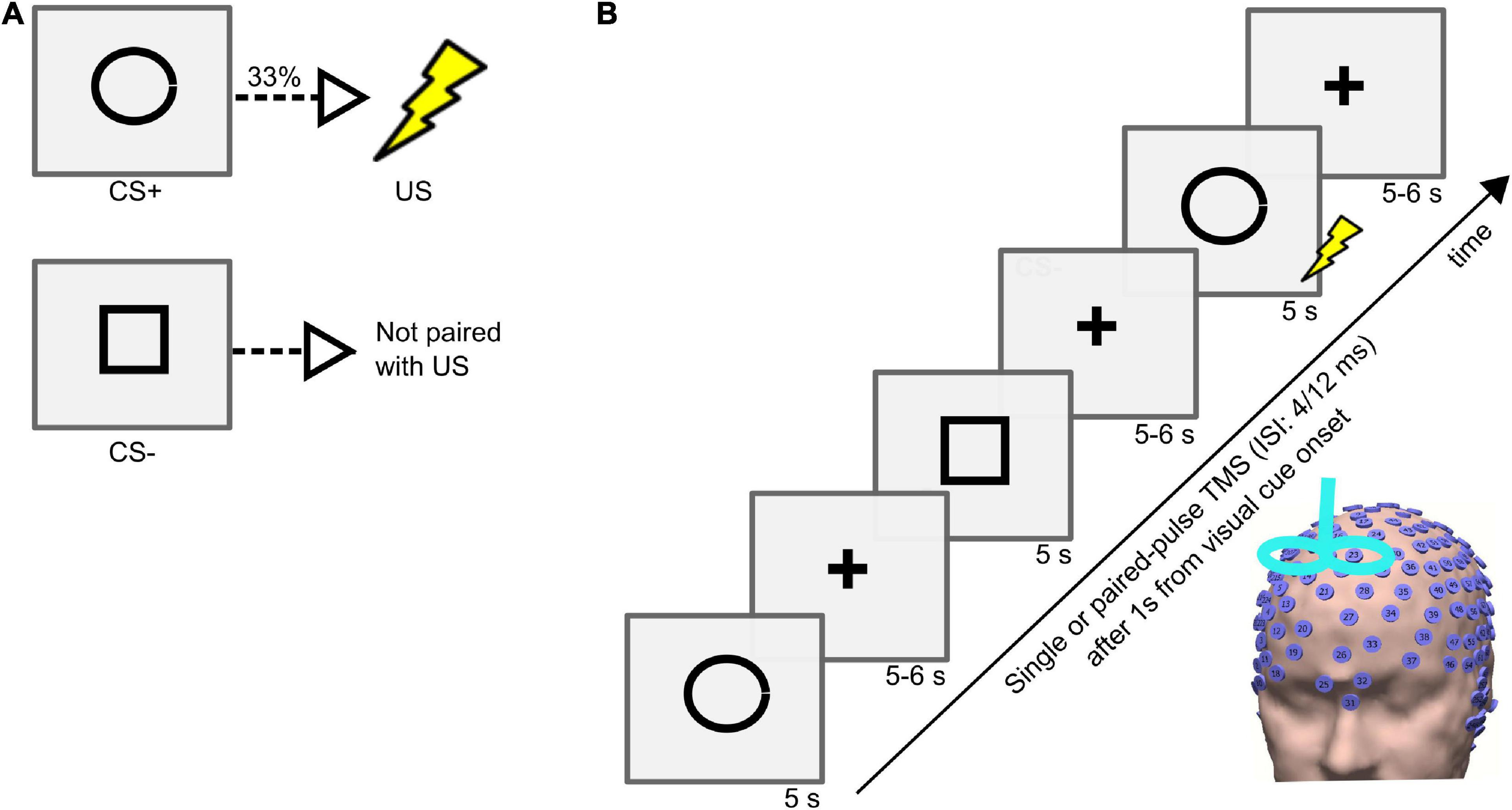 Inhibitory and excitatory responses in the dorso-medial prefrontal cortex during threat processing